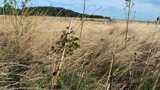 L1mburg Centraal: subsidie voor voedselbossen van provincie