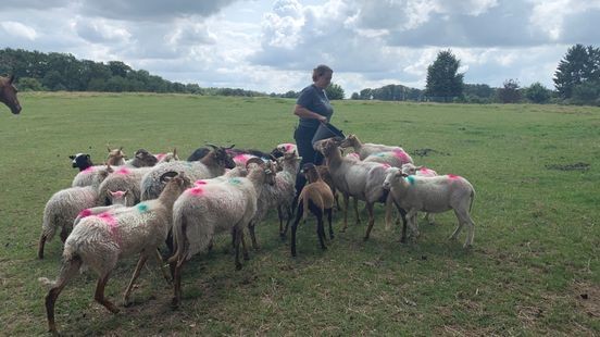 Jongste schapenhouders van Limburg geven niet op