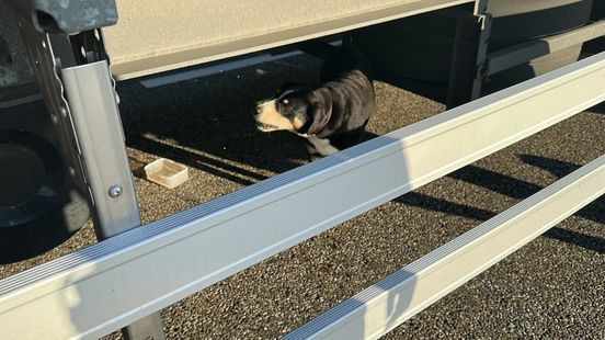 Hond verstopt zich onder truck en laat verkeer vastlopen