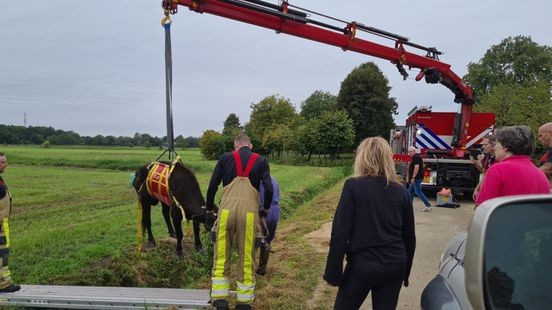 Os gered uit sloot in Voerendaal