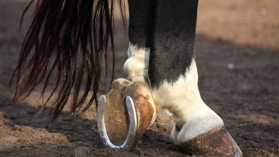 Hoefsmidberoep wint populariteit: 'Mekka van paardensport'