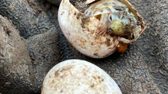 Landschildpad plant zich ondanks kou voort in natuur Limburg