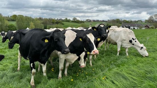 Raad van State: Brabant moet Limburgse boeren helpen