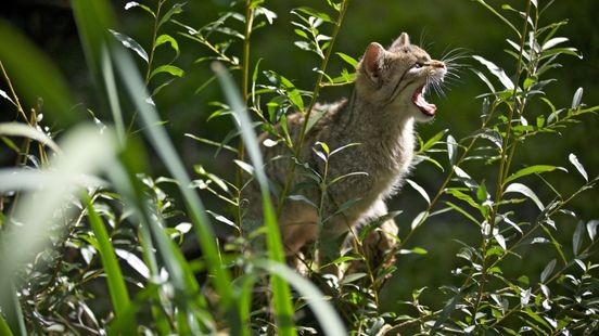 Mee op onderzoek: 'Waar is de wilde kat precies?'