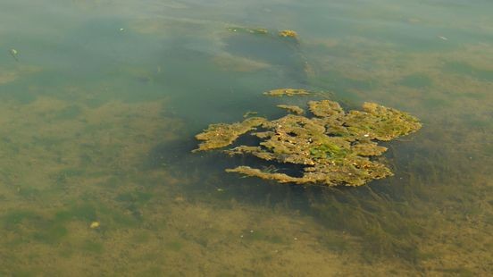 Overstroomd beekje veroorzaakt blauwalg in zwemvijver