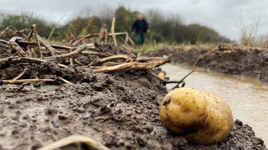 Natter dan nat: 'Laatste deel oogst zo goed als verloren'