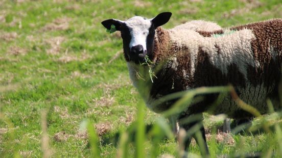 Dief staat lugubere vondst te wachten, aanhanger met dode lammetjes gestolen