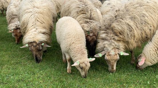 Geen verdenking van blauwtong meer in Limburg