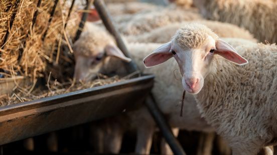 Blauwtong terug op de kaart in Limburg