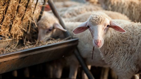 Eerste gevallen van blauwtongvirus in Limburg