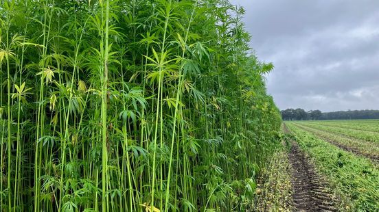 Vezelhennep: legale soort als duurzaam alternatief