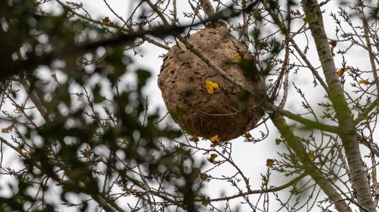 Steeds meer nesten van Aziatische hoornaars: 'Slecht teken'