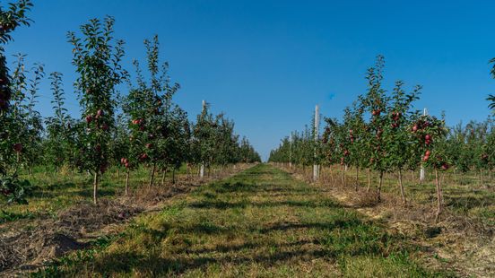 Fruitsoorten behoeden tegen uitsterven: 'Vergeten rassen'