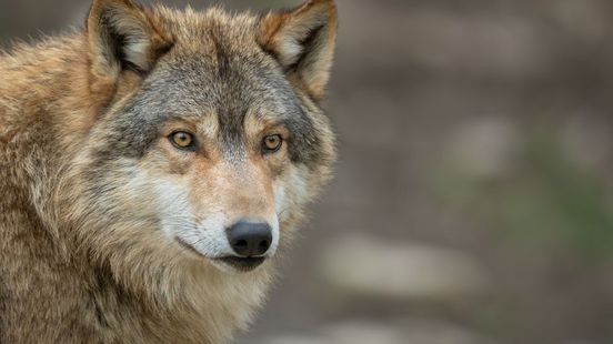 Een derde van Limburgers wil wolf niet in Nederland