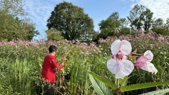 Vrijwilligers verwijderen woekerende springbalsemien uit Geuldal