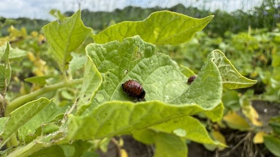 Vrijwilligers strijden tegen coloradokever bij Herenboeren in Venlo