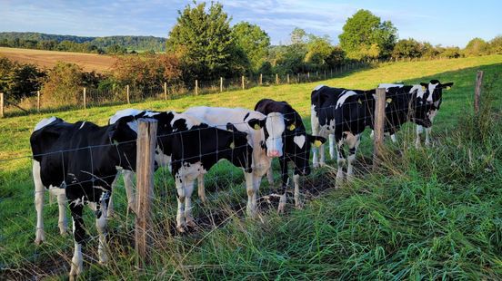 Weer veel onzeker voor boeren over aanpak stikstof