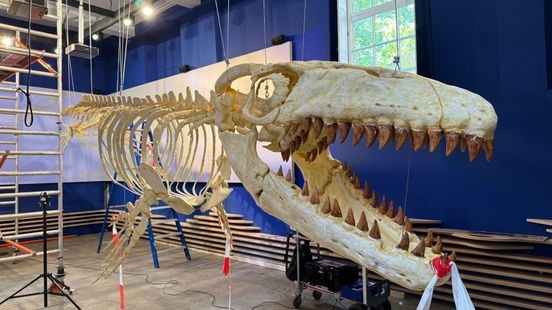 Ontmoet mosasaurus Bèr op ware grootte in Maastricht