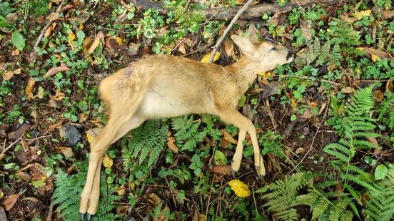 Loslopende honden bijten jong ree dood in natuurgebied