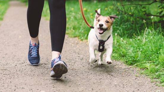 Hond overleden na wandeling in losloopgebied, 5 andere ziek