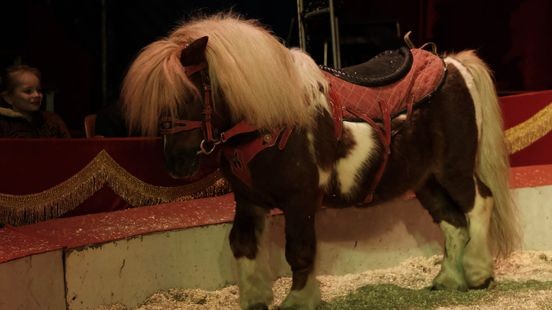 Nieuwe klap voor circus Meerssen na inbraak: pony losgelaten