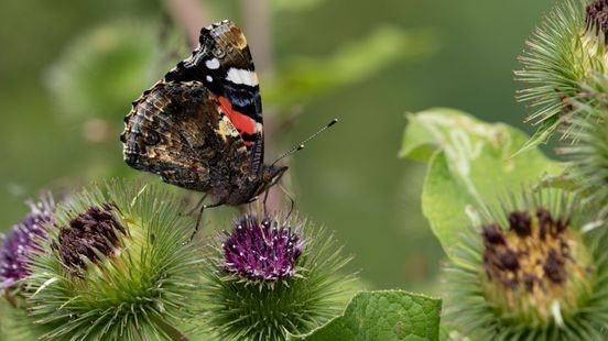 Dramatisch minder vlinders geteld: slecht teken voor biodiversiteit