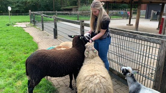 Steeds grotere zorgen om blauwtongvirus: 'Het is onmacht'