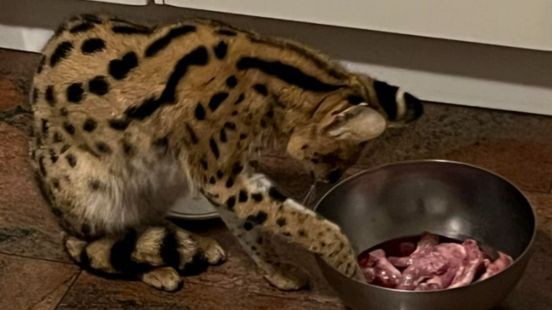 Ontsnapte serval uit Herkenbosch weer terecht