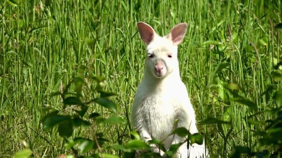 Venlose witte wallaby heeft nieuw thuis