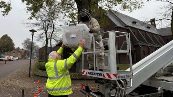 Aziatische hoornaar zonder camouflage wordt prooi voor bestrijders