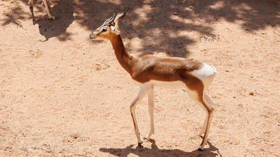 GaiaZOO verwelkomt ernstig bedreigde diersoort Mhorrgazelle