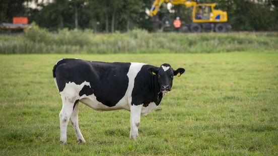 Koe op het spoor: geen treinen tussen Valkenburg en Heerlen