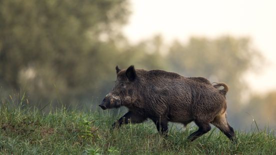 Hond ingeslapen na beet van wild zwijn in Bunde