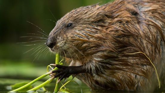 Waterschap ving in 2023 fors meer muskus- en beverratten