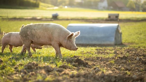 Varkenshoudster maakt zich zorgen om varkenspest: 'Moeten onze dieren beschermen'