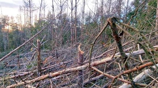 Ravage in bos door storm: mogelijk windhoos of tornado