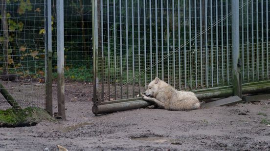 Directeur Mondo Verde geschrokken: 'Foto brengt veel teweeg'