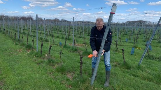 Hoezo 'goed wijnjaar'? 'Het is in Limburg tegengevallen'