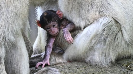 Berberapen geboren in GaiaZOO: 'Nieuwe mijlpaal'