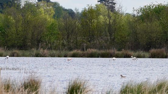 Tropische vogels in De Peel: hoe bijzonder is het?