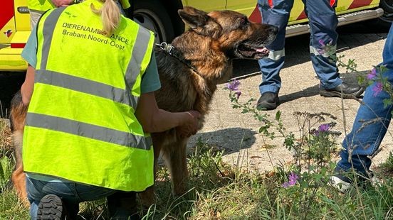 Hond gewond door aanrijding in Velden