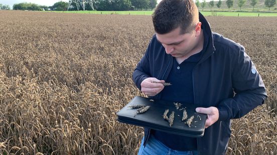 Natte, koude zomer: boeren hebben zorgen om gewassen