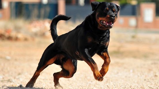 Tiener zwaargewond na aanval rottweiler: 'Ze zat van onder tot boven vol bloed'