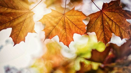 Week met lenteachtig weer voor de boeg