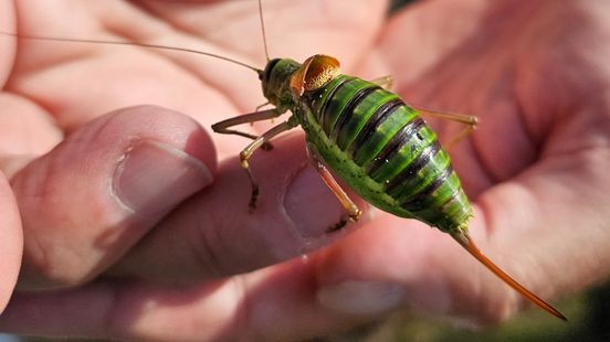 Na 130 jaar weer zadelsprinkhanen op de Groote Heide dankzij Duitse vliegbasis