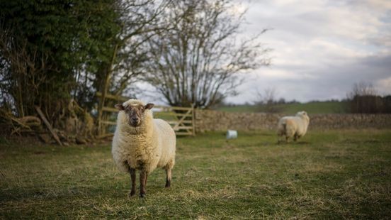 Ruim 50 nieuwe gevallen blauwtong, totaal stijgt naar 449 locaties