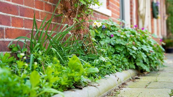 Tegel eruit, plantje erin: meer groen in Weert