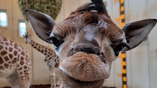 Geboortegolf in GaiaZOO: giraffe, vicuña en aap geboren