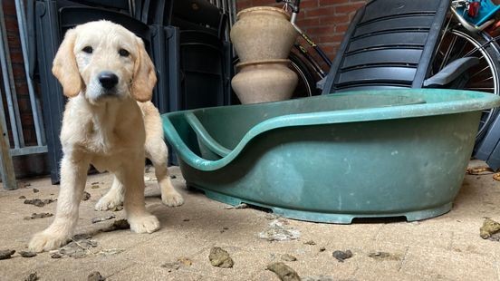 Opnieuw verwaarloosde honden weggehaald bij man uit Venlo door inspectie