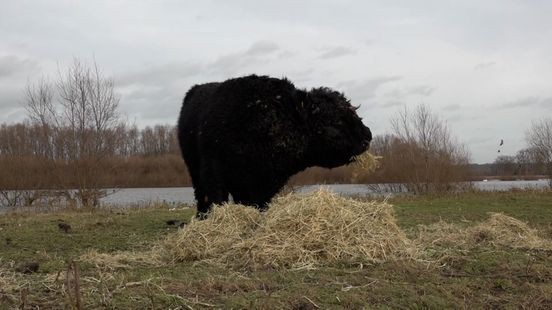 Stier blijft voor nu op eiland: 'Heeft vitaminerijke koeken'